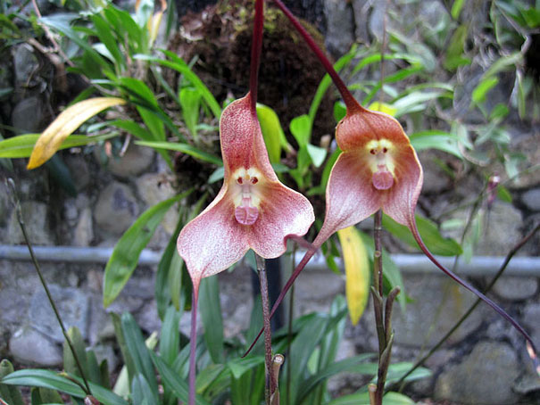kulonleges-orchideak-003