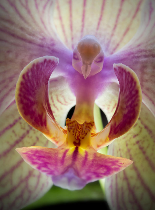 kulonleges-orchideak-004