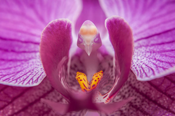 kulonleges-orchideak-005