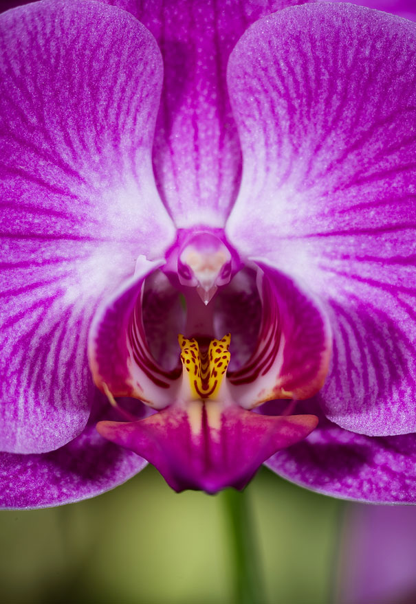 kulonleges-orchideak-006