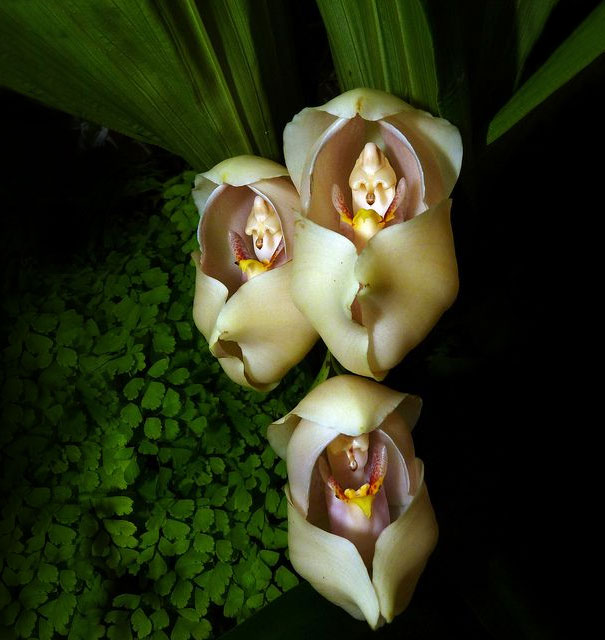 kulonleges-orchideak-015