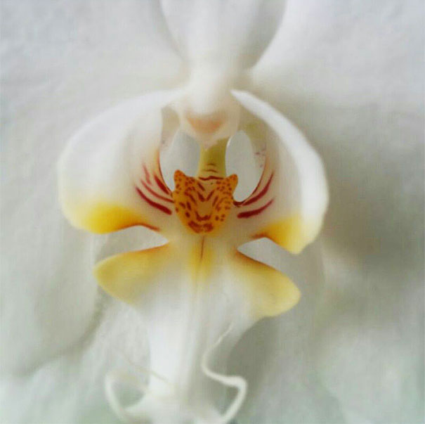 kulonleges-orchideak-022