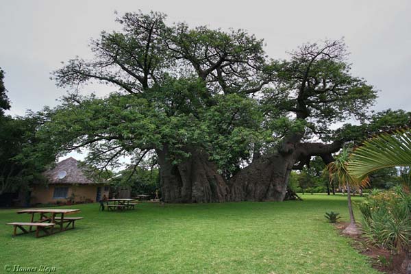 Az hagyján, hogy ez egy 1.000 éves fa… Nem fogod elhinni mi van benne!