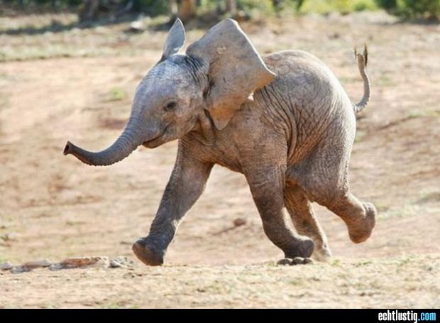 A pici elefántok így tanulják meg használni az ormányukat.