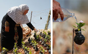 Egy palesztin nő, aki elhasznált könnygázgránátokat használ vázának.