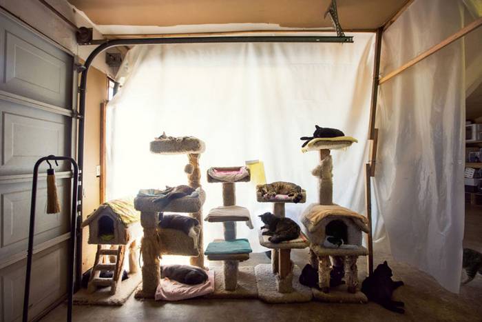 Egy macskamenhely, ahol már több mint 24.000 kis szőrpamacs életét mentették meg.