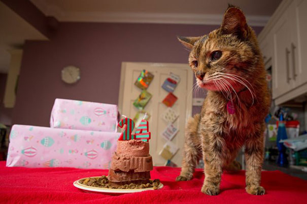 Emberi években számolva 114 éves lett a világ legidősebb cicája.