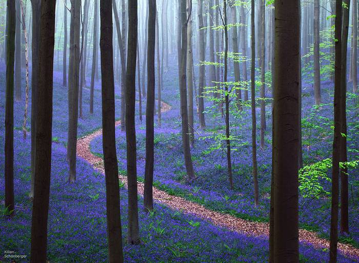 Hallerbos, a kék szőnyeggel borított misztikus erdő.