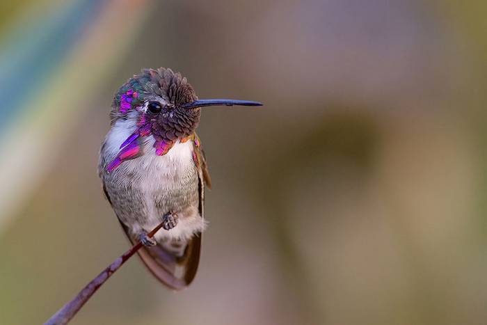 20 káprázatos fotó, ami felfedi a kolibrik lenyűgöző szépségét
