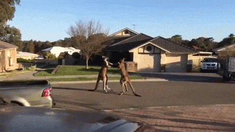 Két kenguru püfölte el egymást egy ausztrál városban
