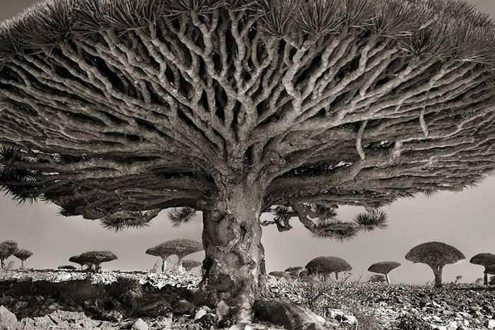 Különleges hangulatú fotókon a világ legidősebb fái