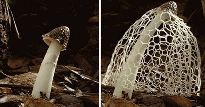 Bámulatos felvételek a gombák növekedéséről