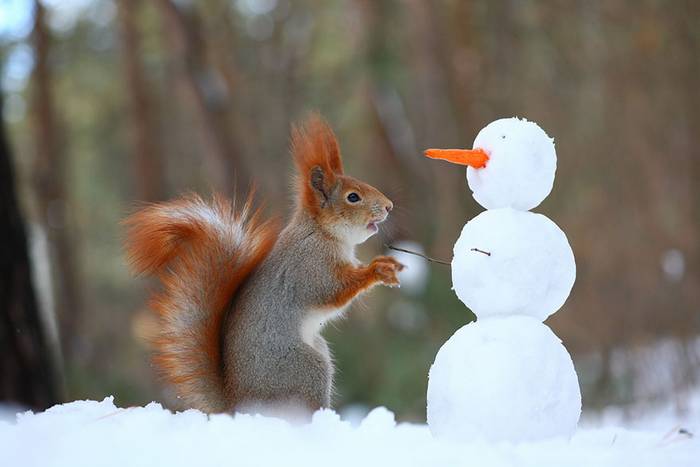 Hóban játszadozó mókusokról készített elképesztő felvételeket az orosz természetfotós
