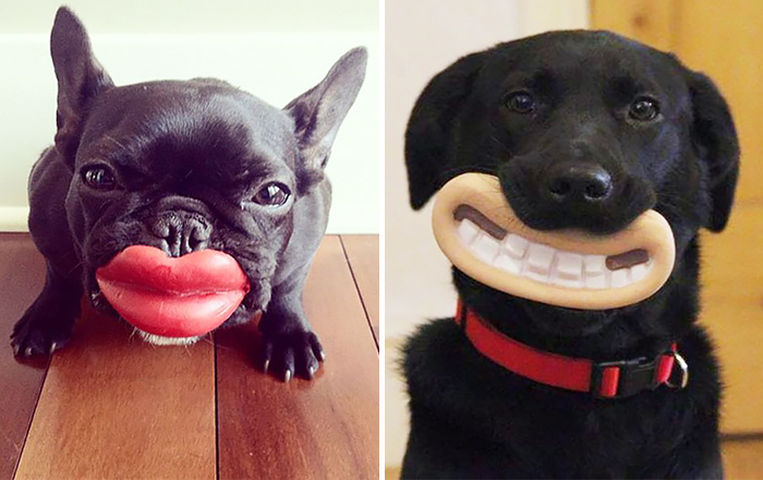 Kutyák, akik nem is sejtik, milyen viccesen festenek kedvenc játékaikkal.