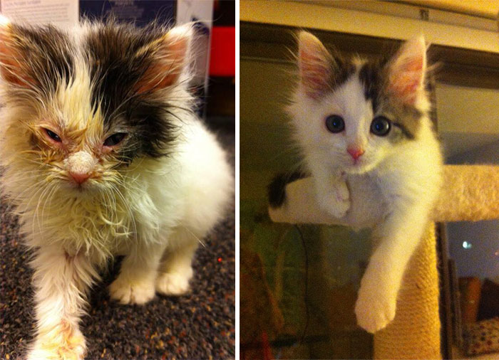 Megmentett macskákról készült szívszorító fotósorozat
