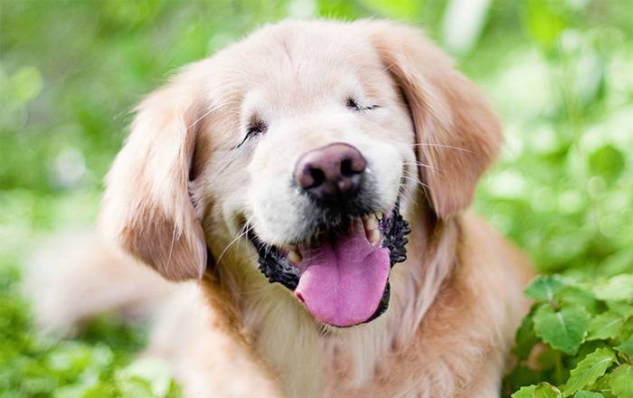Smiley, a szemek nélkül született kutyus a legjobb terápia a különböző fogyatékosságokkal élő embereknek.