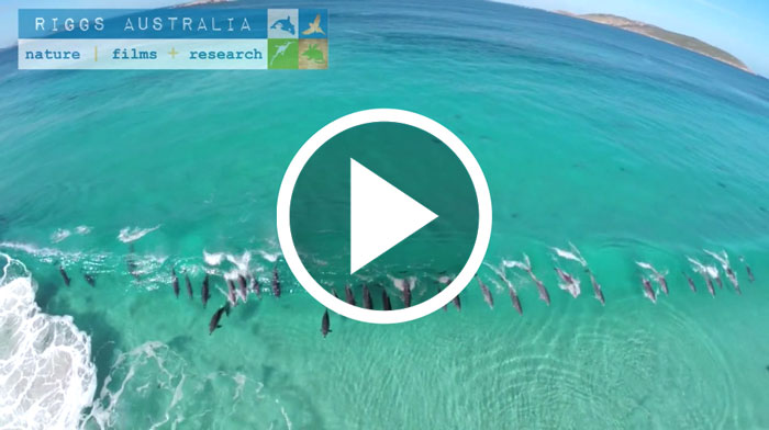 Hihetetlen légi felvételt készített a hullámokban játszó delfinekről egy drón
