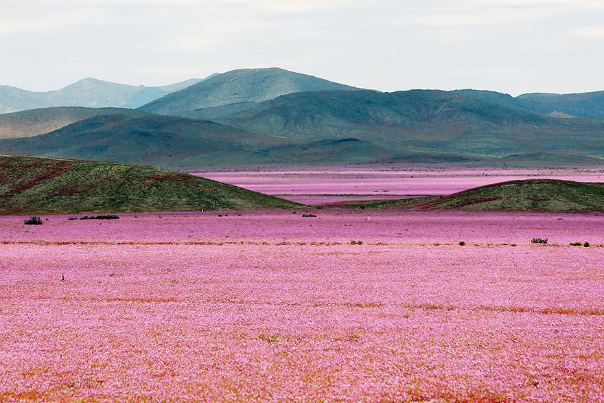 Káprázatos virágszőnyeg borítja az észak-chilei Atacama-sivatagot.